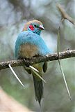 Red-cheeked Cordonbleuborder=